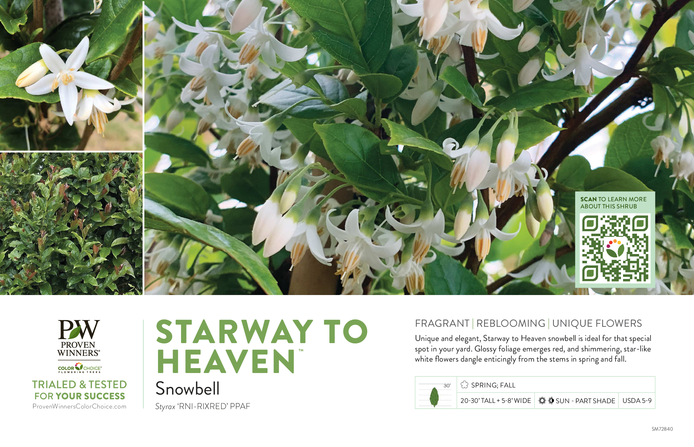 Card featuring product description and three images of Starway to Heaven tree, two in flower and one of foliage