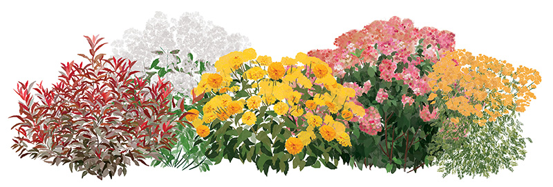 Illustration of a grouping of colorful shrubs
