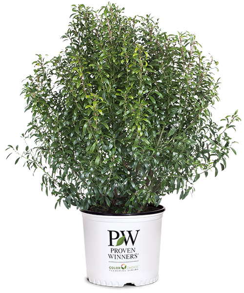 Gem Box shrub in a white gallon pot