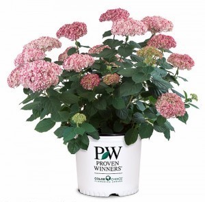 pot shot of Invincibelle Spirit II smooth hydrangea