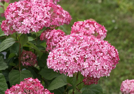 Close up of the pink blooms of Invincibelle Spirit II hydrangea