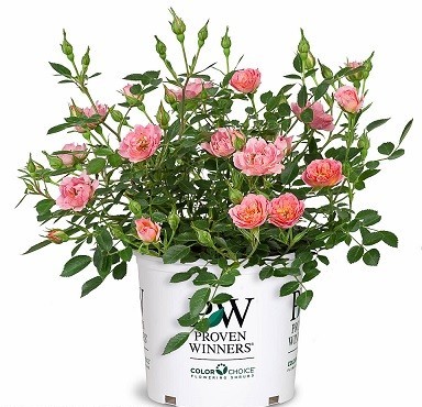 Oso Easy® Petit Pink rose designated A.R.T.S. Master Rose - Spring ...