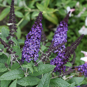 PUGSTER Blue Buddleia