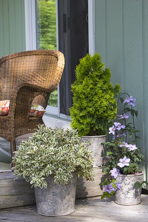 3 Proven Winners ColorChoice shrubs in decorative containers on a deck