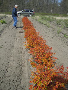 a row of spirea in the Spring Meadow trial field