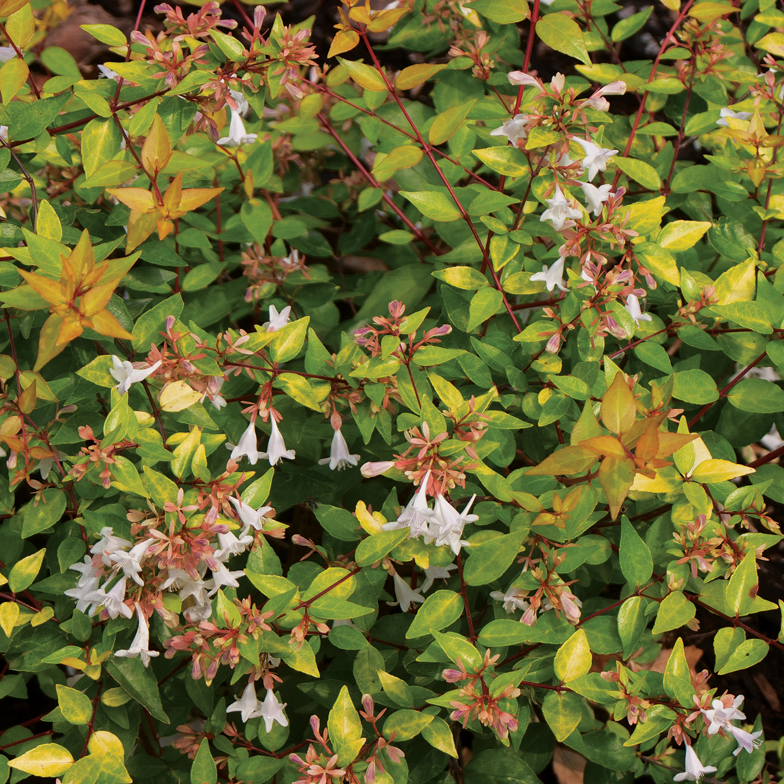Close up of Bronze Anniversary Abelia's flowers and copper-colored foliage
