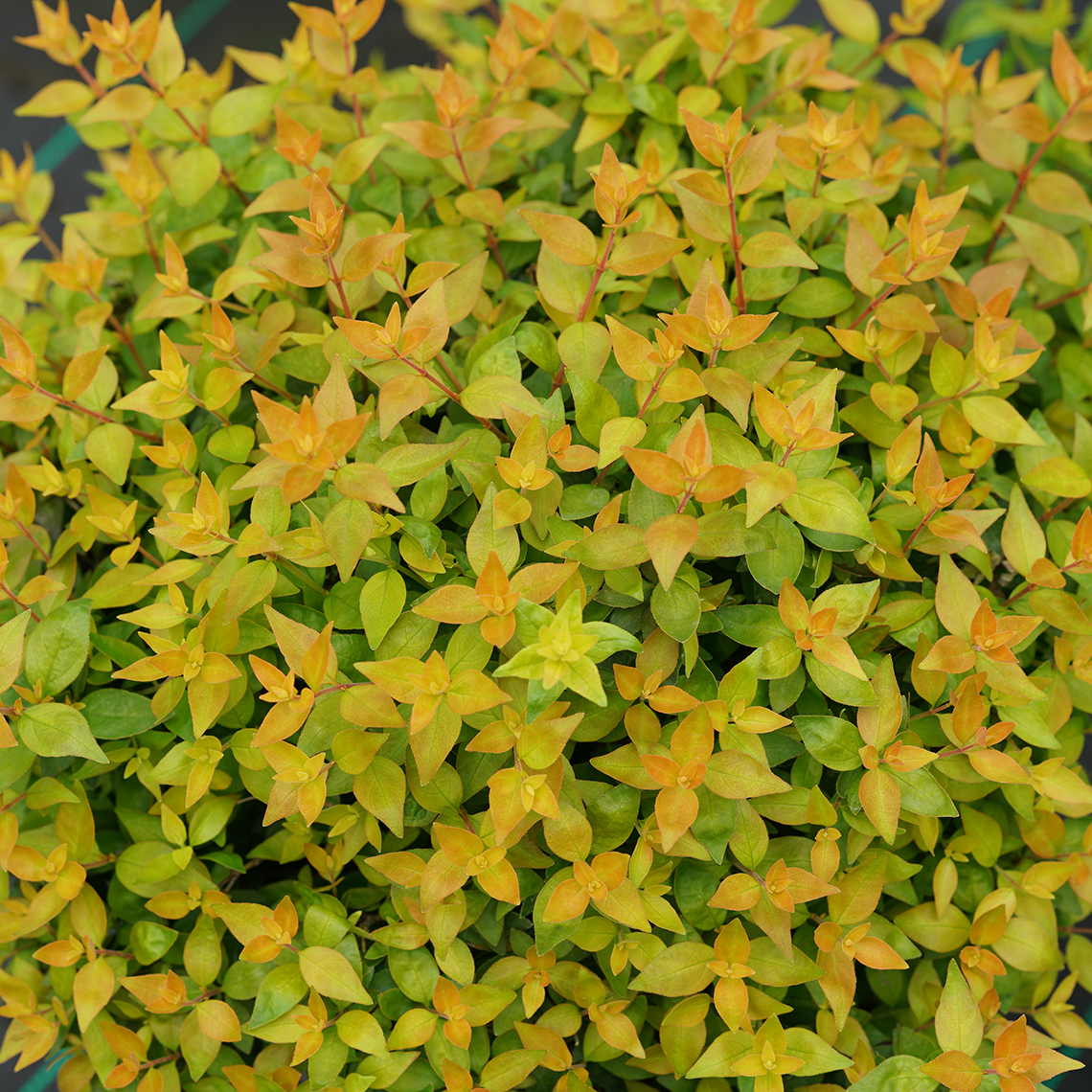 Close up of the bright yellow-orange foliage of Funshine Abelia
