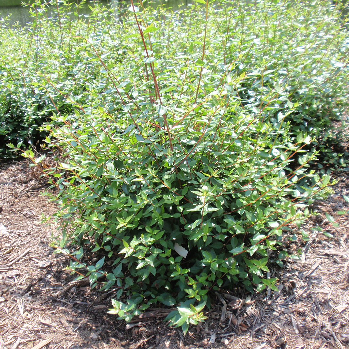 Little Richard Abelia with dark glossy green foliage in the landscape