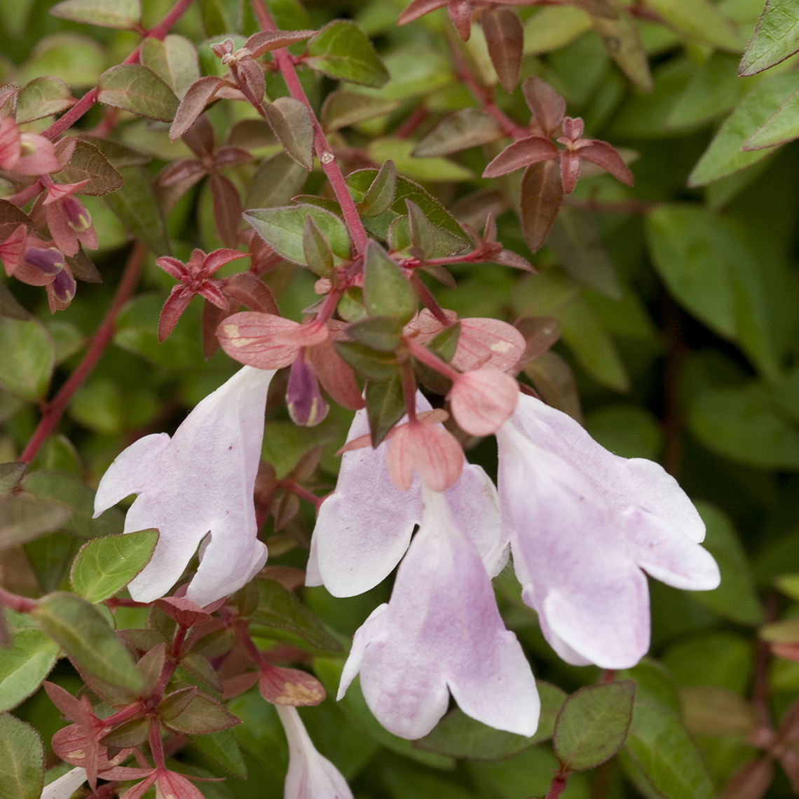 Close up of Pinky Bells Abelia's bell-shaped flowers