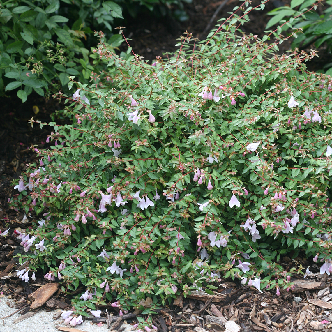 Dense branches of the Pinky Bells Abelia in the landscape
