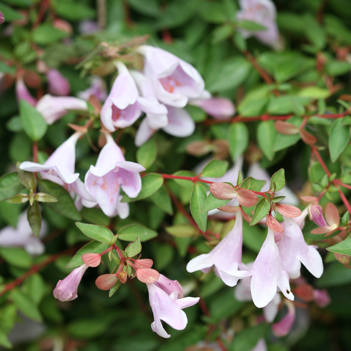 Close up of Pinky Bells Abelia's pink-purple flowers