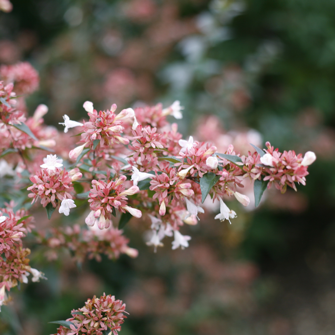 Close up of Ruby Anniversary Abelia's red-pink bracts and white flowers