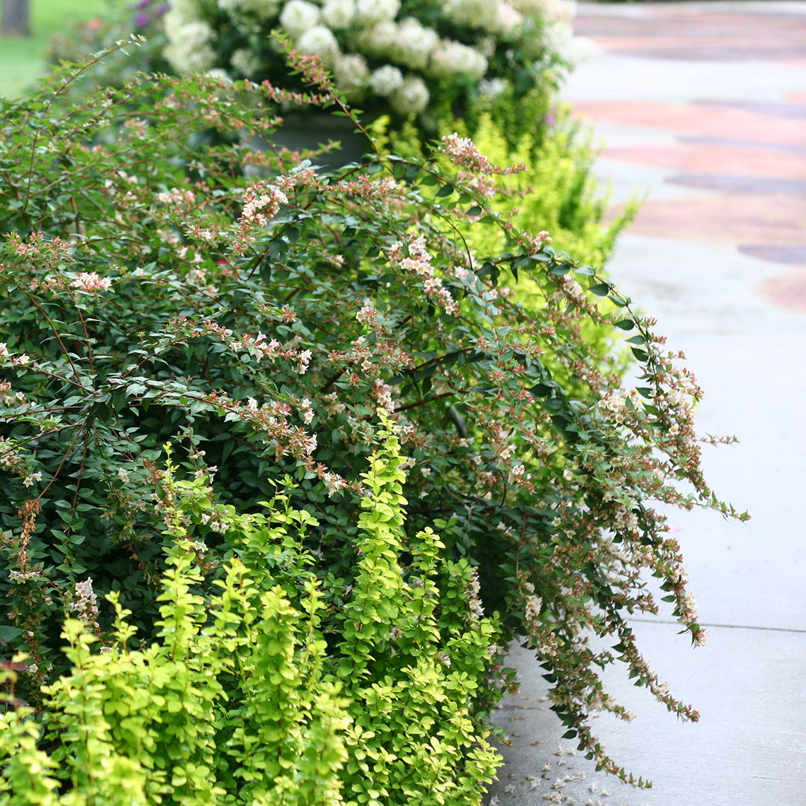 Sunny Anniversary Abelia's glossy arching foliage in landscape