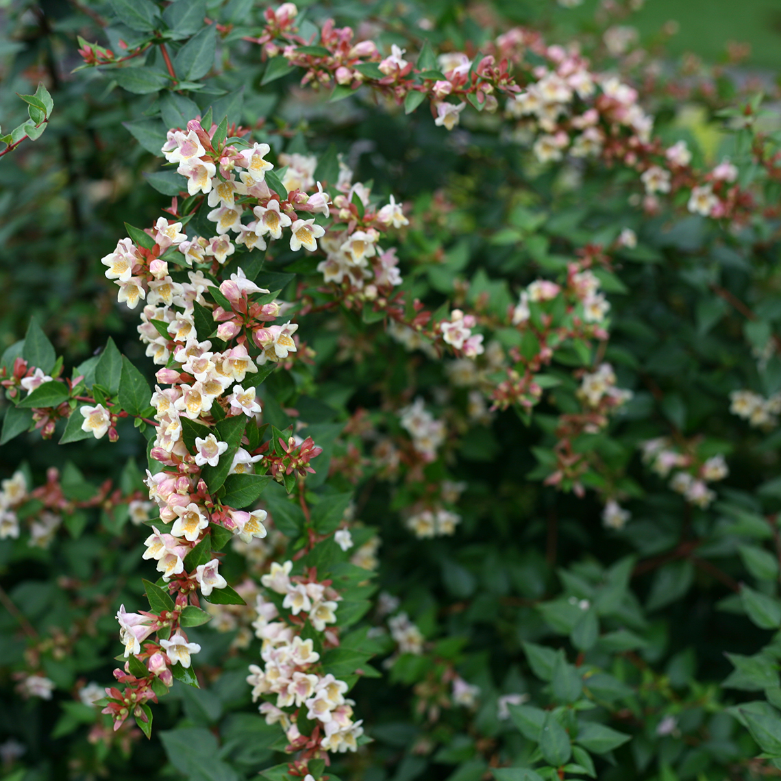 Branches of Sunny Anniversary Abelia covered in yellow blooms