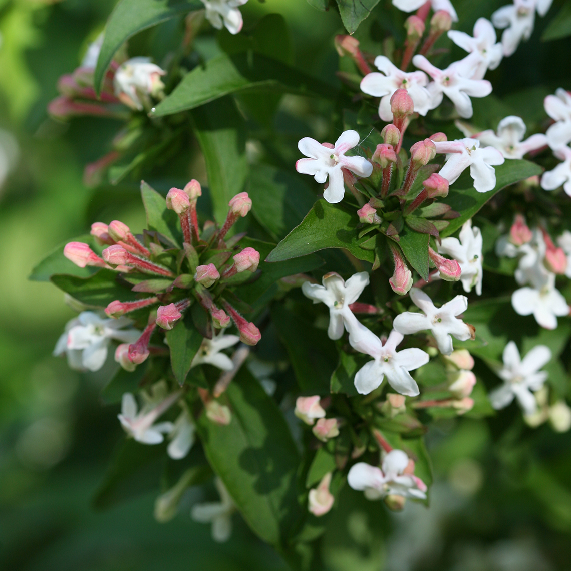 Close up of white and pink flowers of Sweet Emotion Abelia