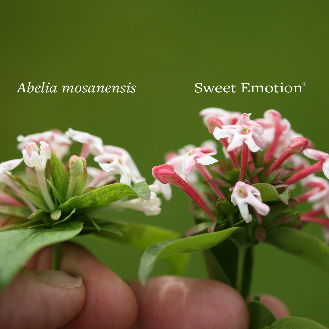 The vibrant pink blooms of Sweet Emotion Abelia compared to the pale pink blooms of the Abelia mosanensis