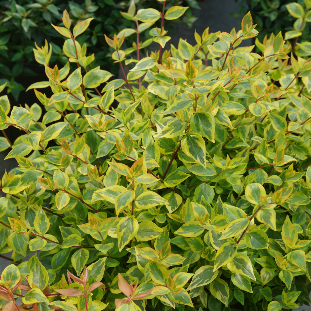 Brilliantina Abelia with green and yellow foliage on dark red stems