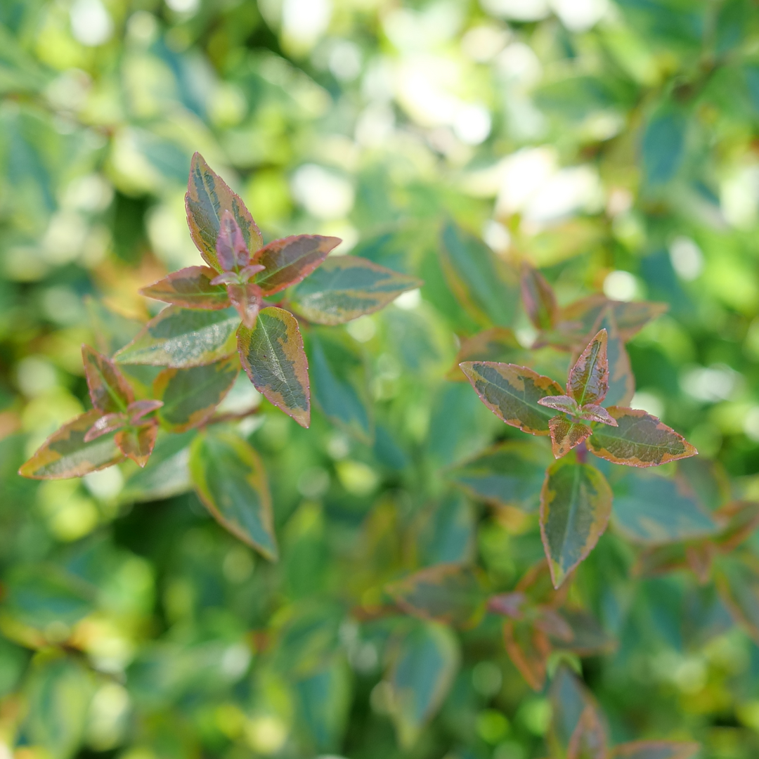 Close up of Brilliantina Abelia's variegated foliage