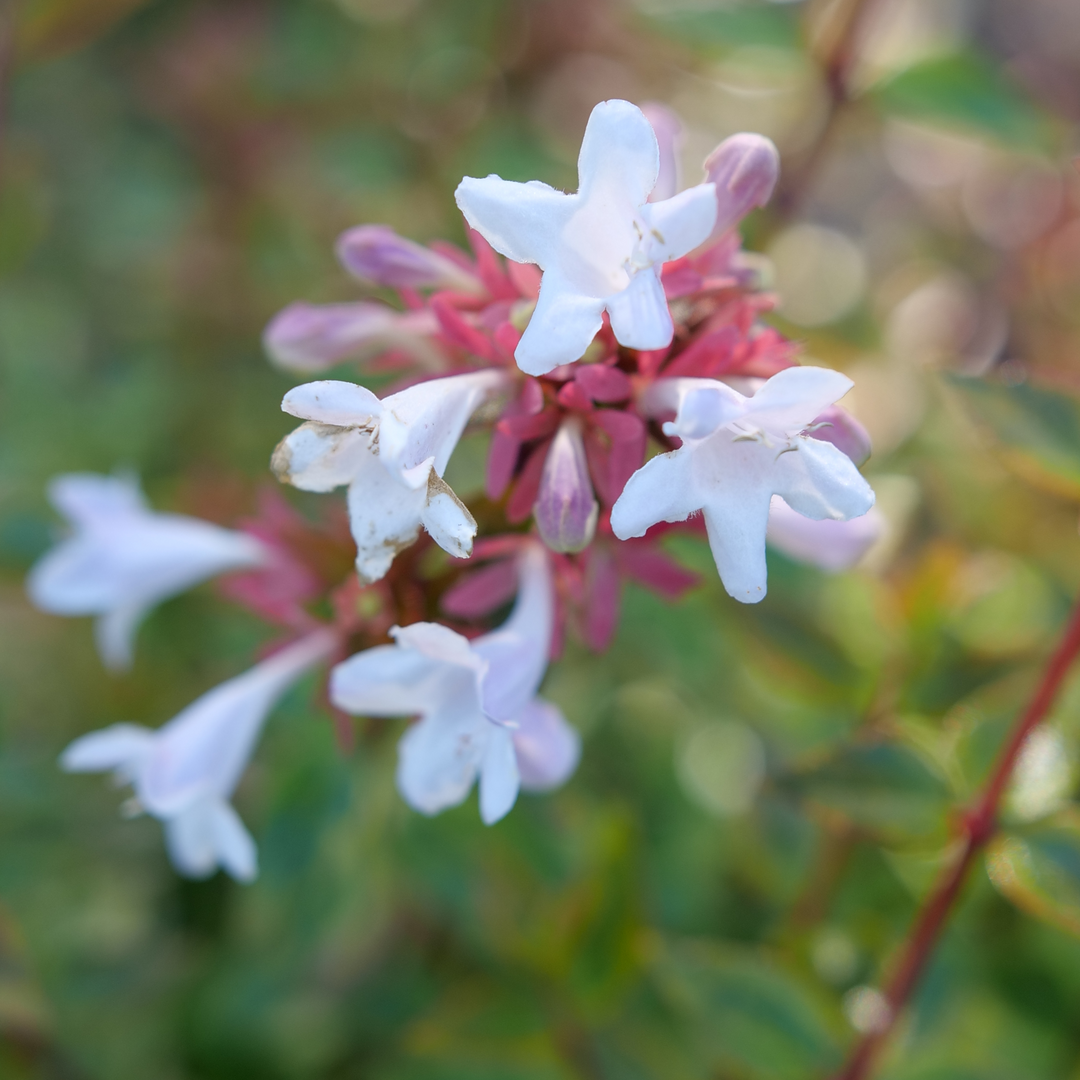 Close up of white Brilliantina Abelia flowers