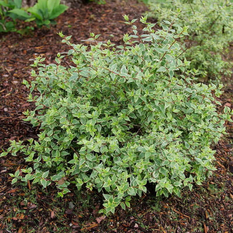Mucho Gusto abelia in the landscape showing its habit. 