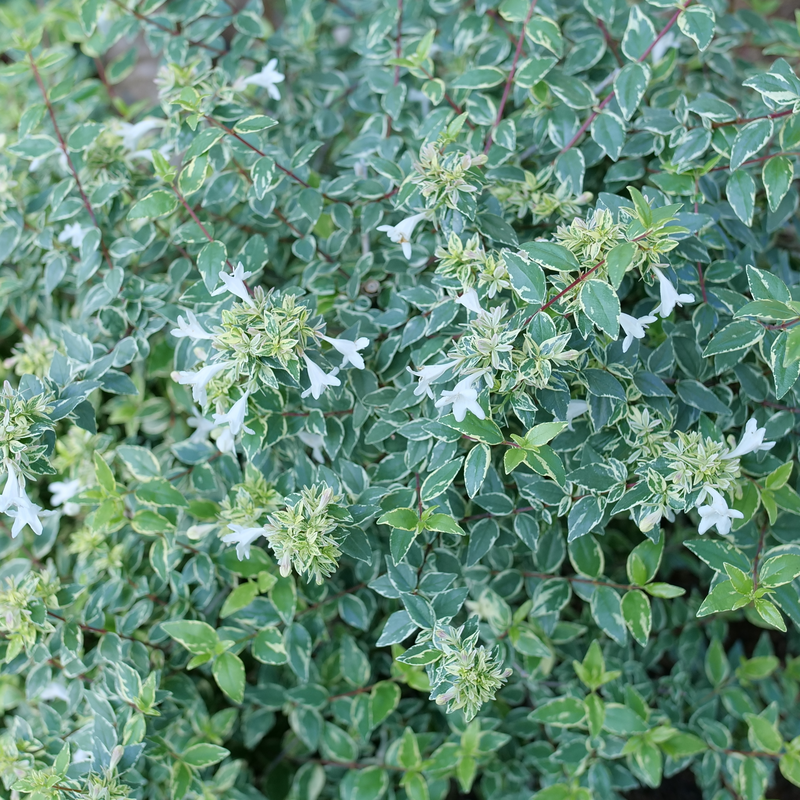 A close up of the variegated foliage and the white flowers of Mucho Gusto abelia