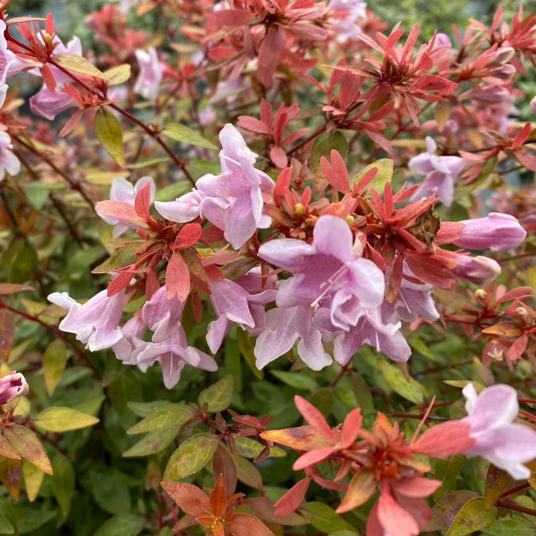 Close up of the pink flowers of Poco Loco Abelia