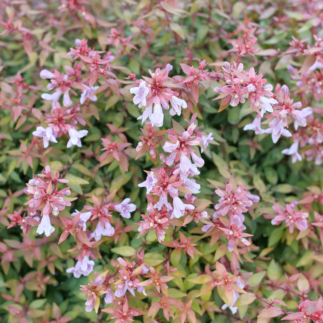 Poco Loco Abelia with pink flowers that contrast the green foliage that has hints of pink/red