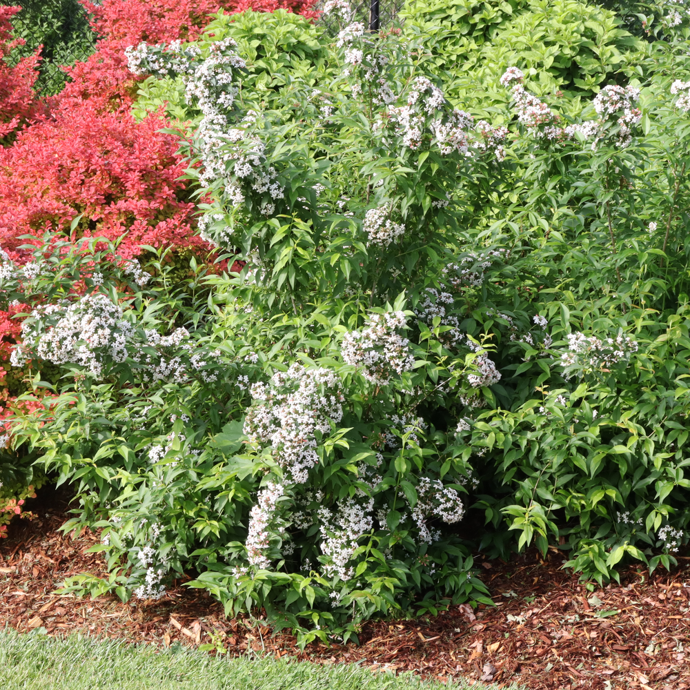 Sweet Emotion Blaze abelia covered in white flowers blooming in a landscape next to several barberry with red foliage. 