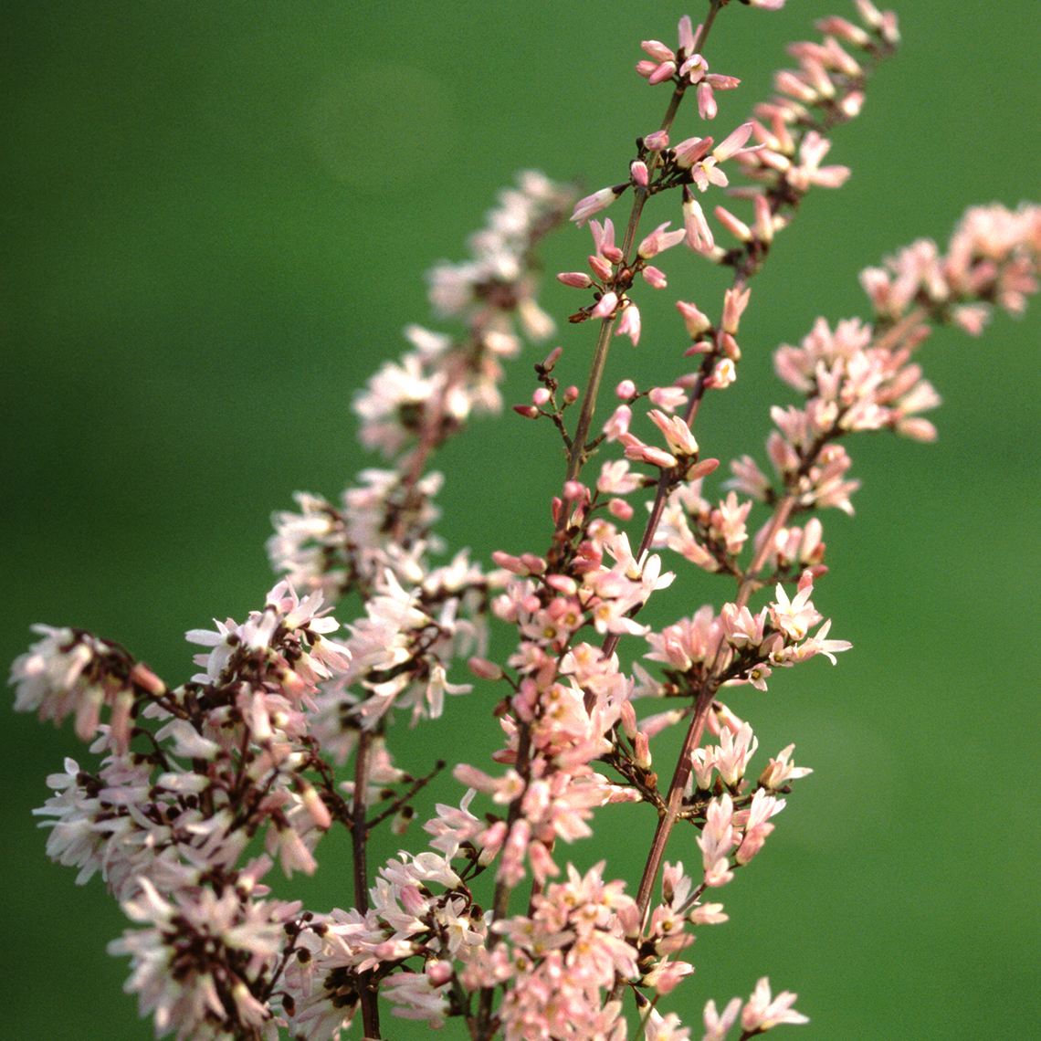 Abeliophyllum Roseum with pink blooms on thin branches