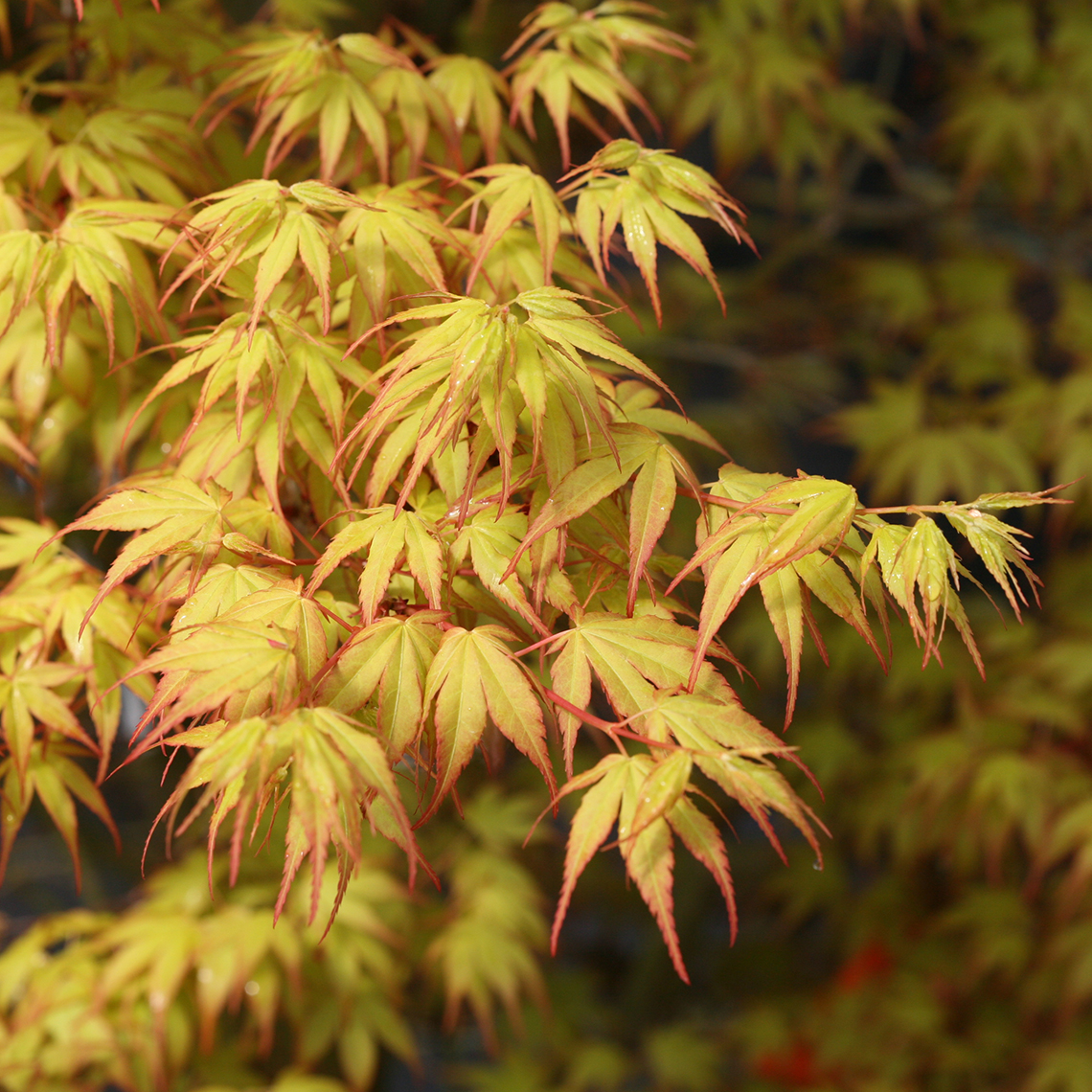 Close up of the bronze foliage tinged in red of Acer palmatum Katsura