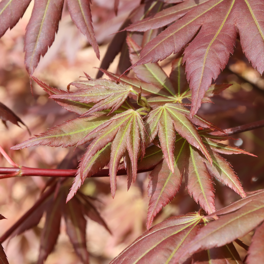 The delicate red summer growth of Hot Chana Japanese maple. 