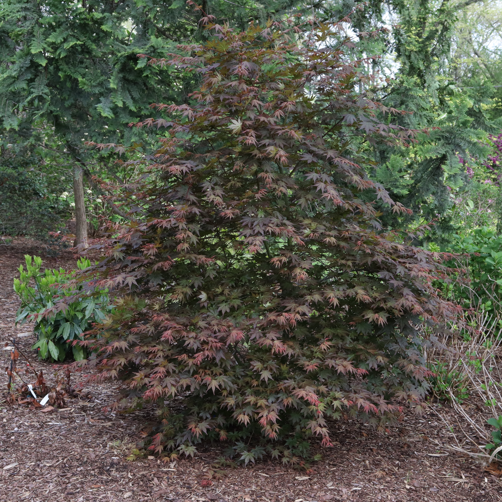 A specimen of Hot Chana Japanese maple showing its dense upright habit and burgundy foliage. 