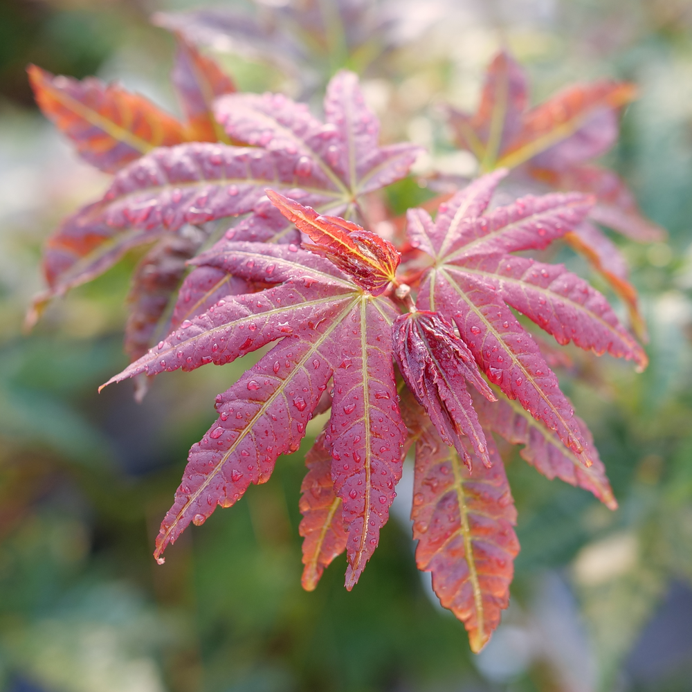 A cluster of red maple leaves in autumn.