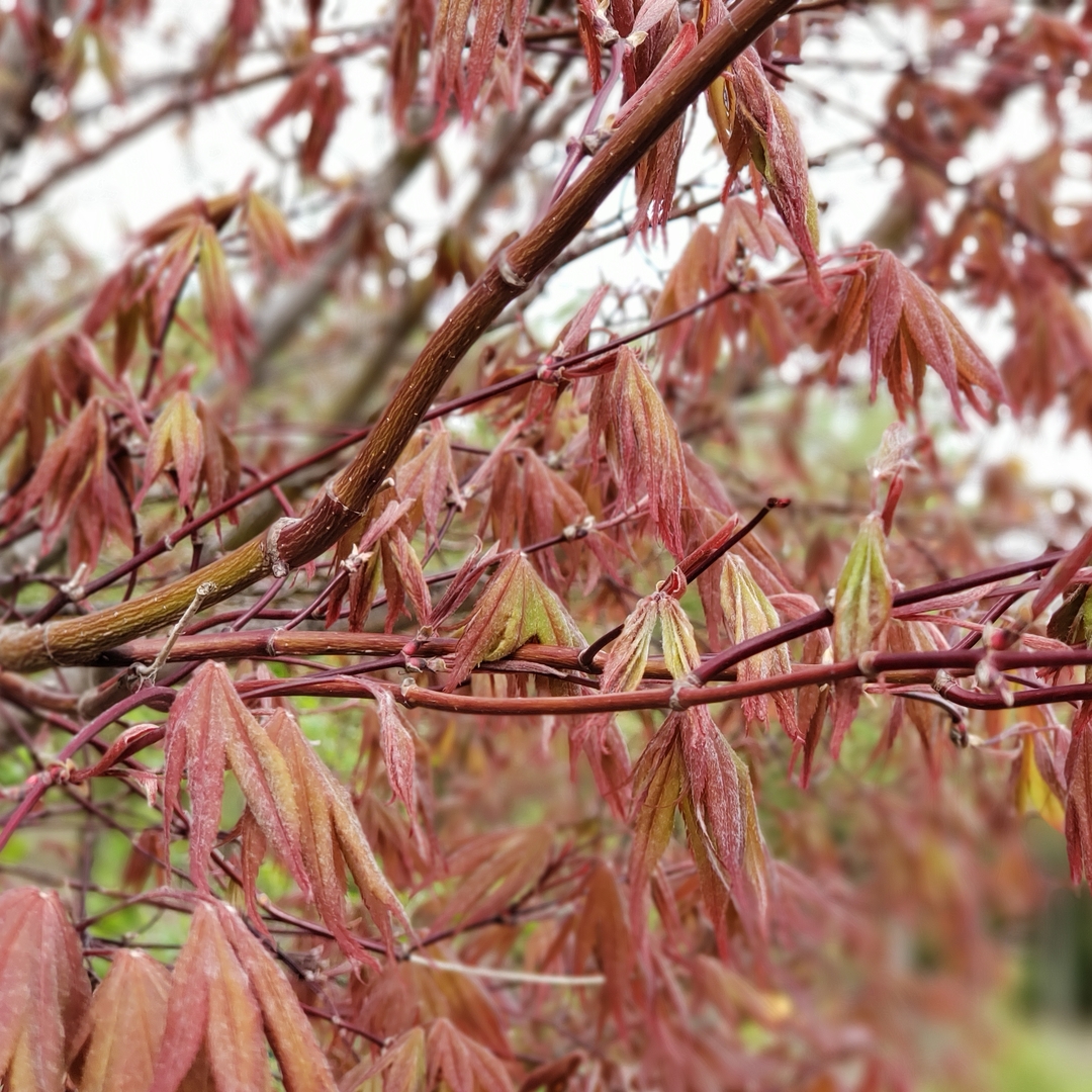 Close up of the branches of Samurai Sword Acer palmatum
