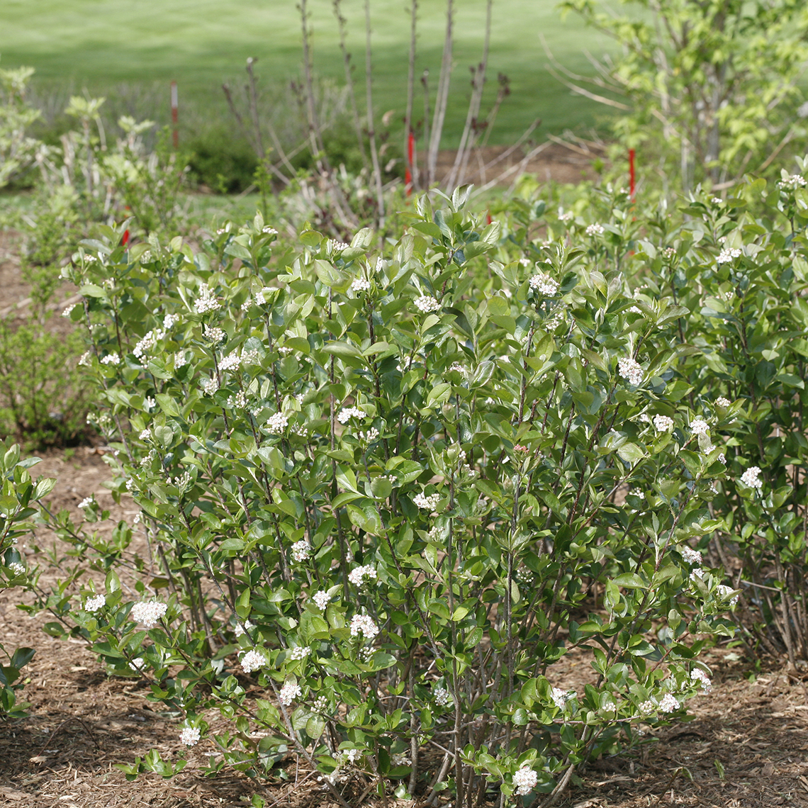 Low Scape Hedger Aronia in landscape