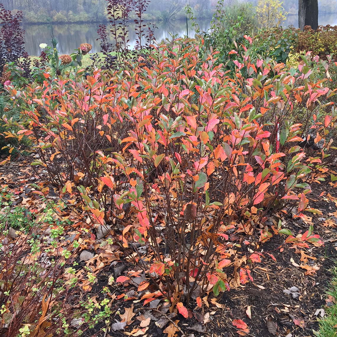 Low Scape Hedger Aronia with red and orange fall foliage