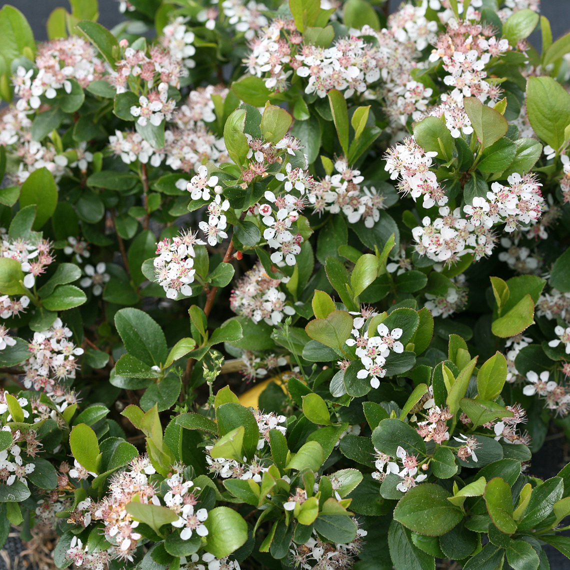 Close up of Low Scape Mound Aronia's white flowers