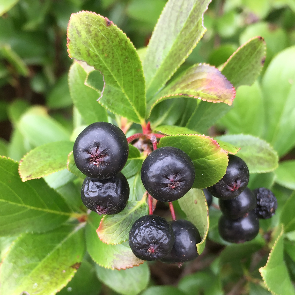 Close up of Low Scape Mound Aronia's black fruit