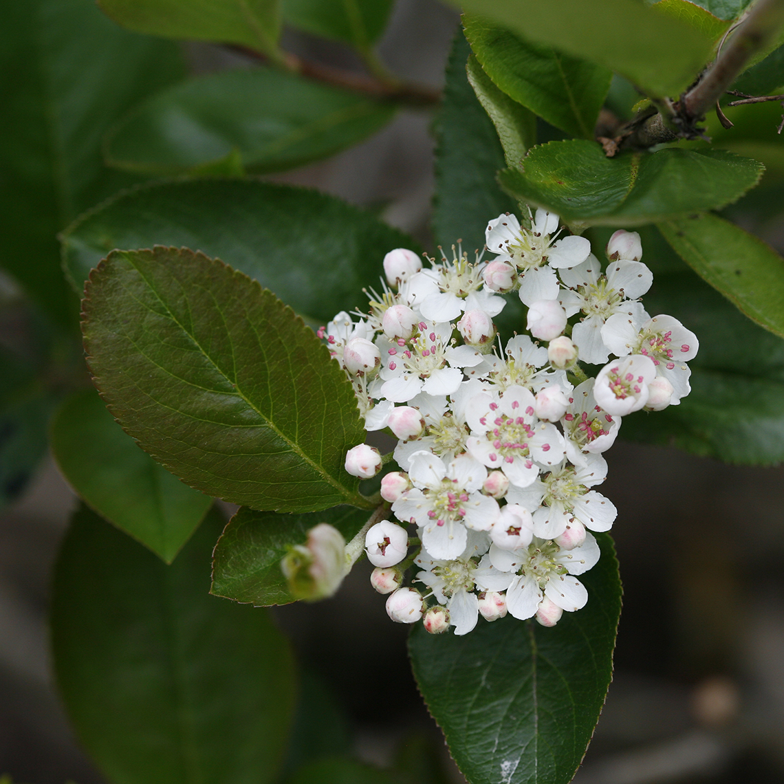 Close up of white Aronia Viking flowers speckled with pink