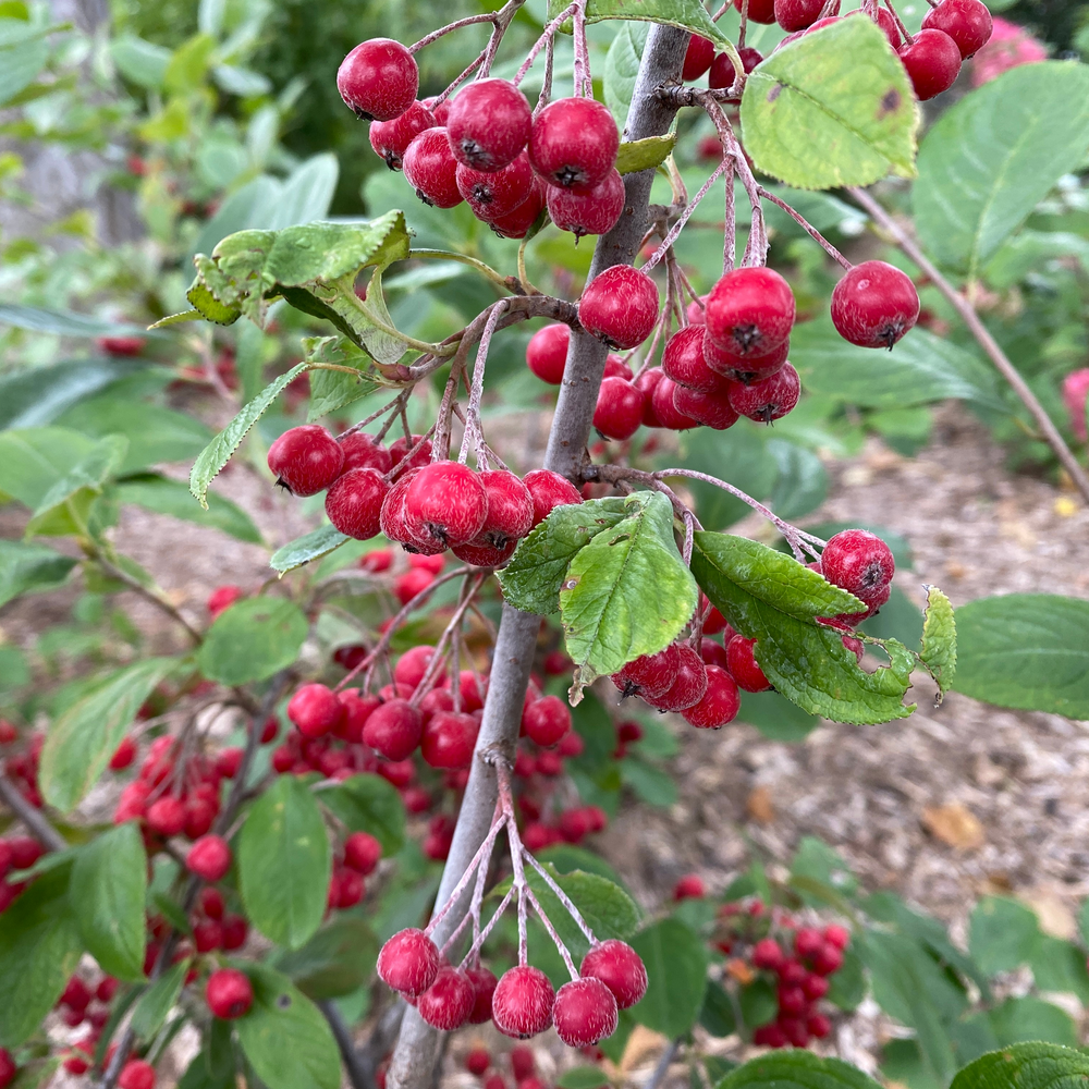 Several large red aronia fruits with prominent blossom ends dangle from a branch.