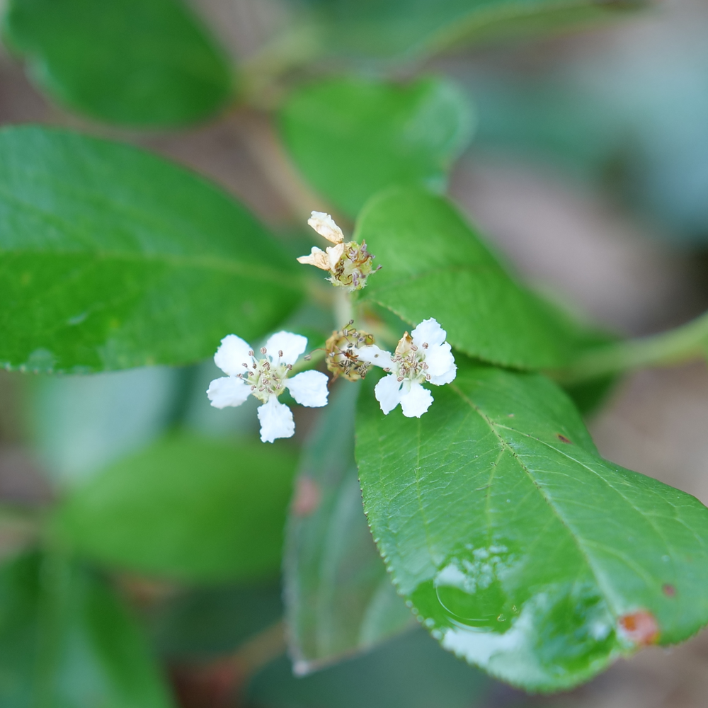 Two dainty white flowers near green foliage on Berry Scape aronia. 