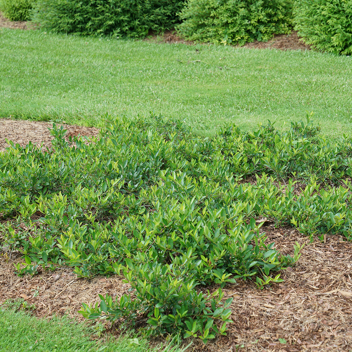 Ground Hug aronia is a durable ground cover shrub ideal for difficult spots