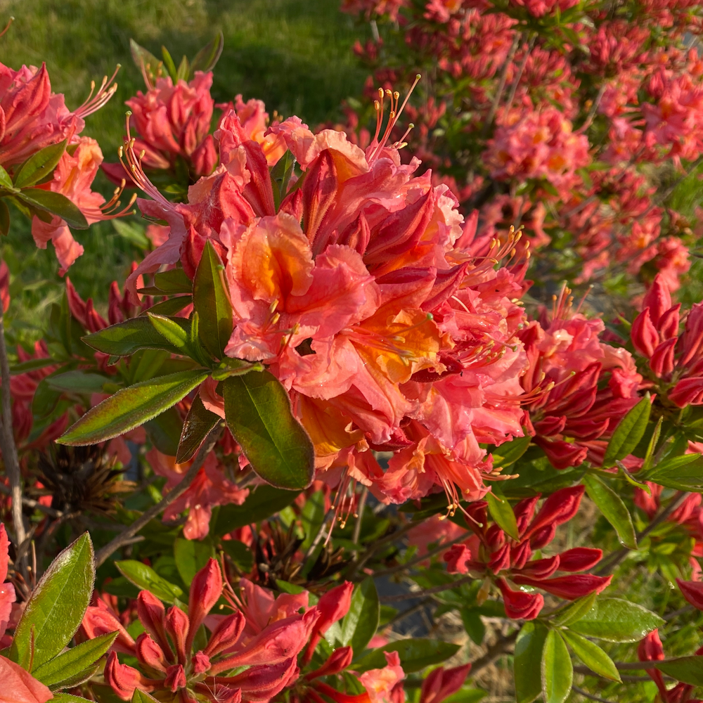 Bright coral Sweet Reward Coral azalea flowers with an orange center and green foliage. 