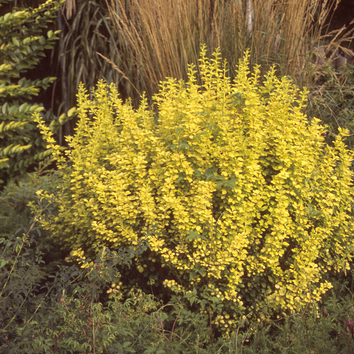 Berberis Aurea with bright yellow foliage in landscape