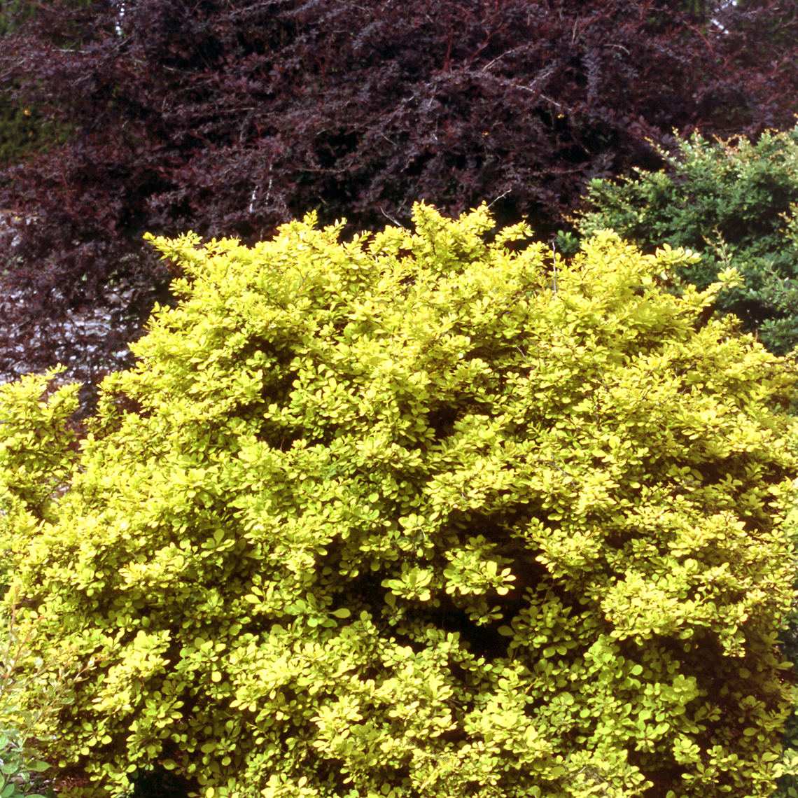Dwarf Golden Barberry with a compact habit and yellow foliage in landscape