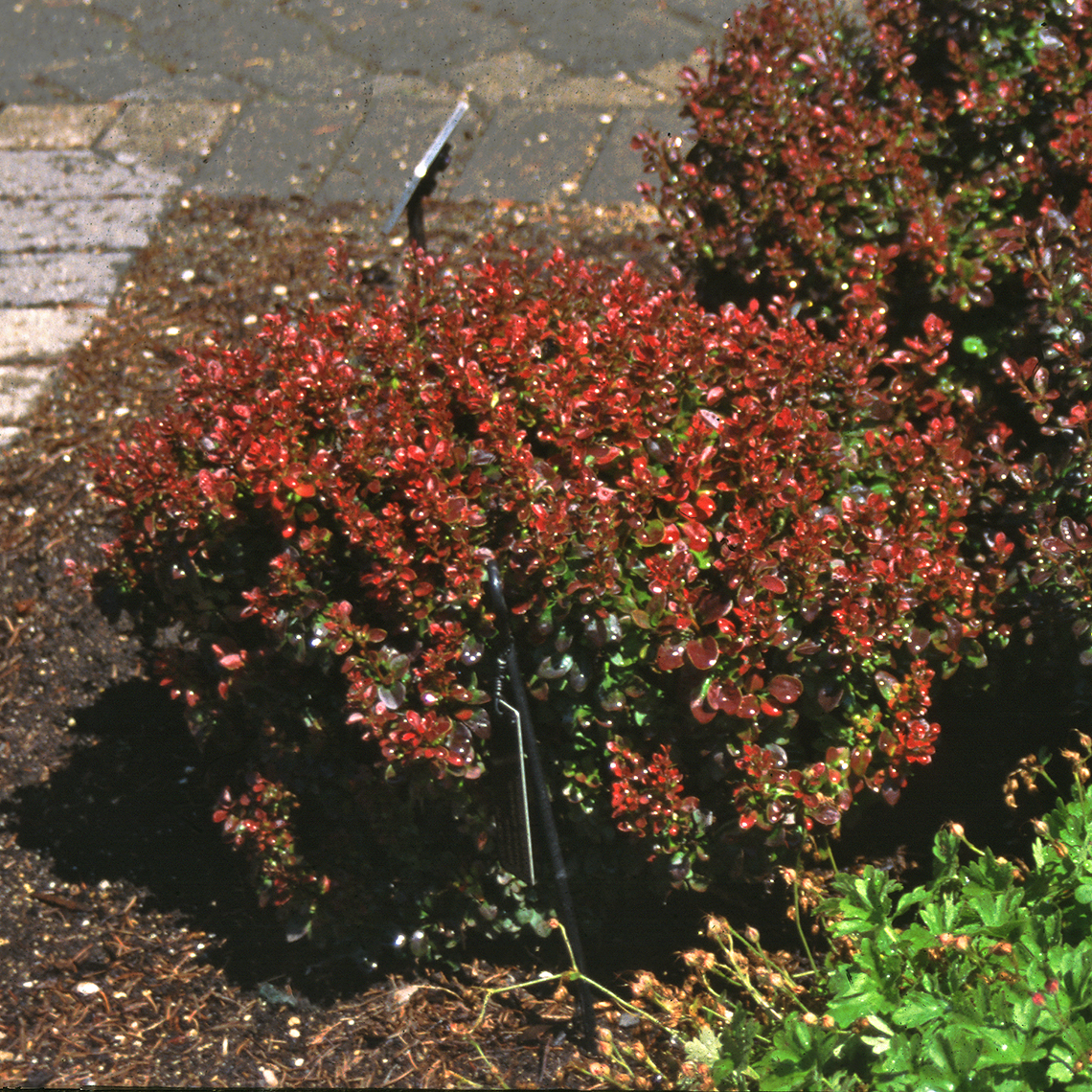 compact habit of Berberis Bagatelle with dark red foliage in landscape