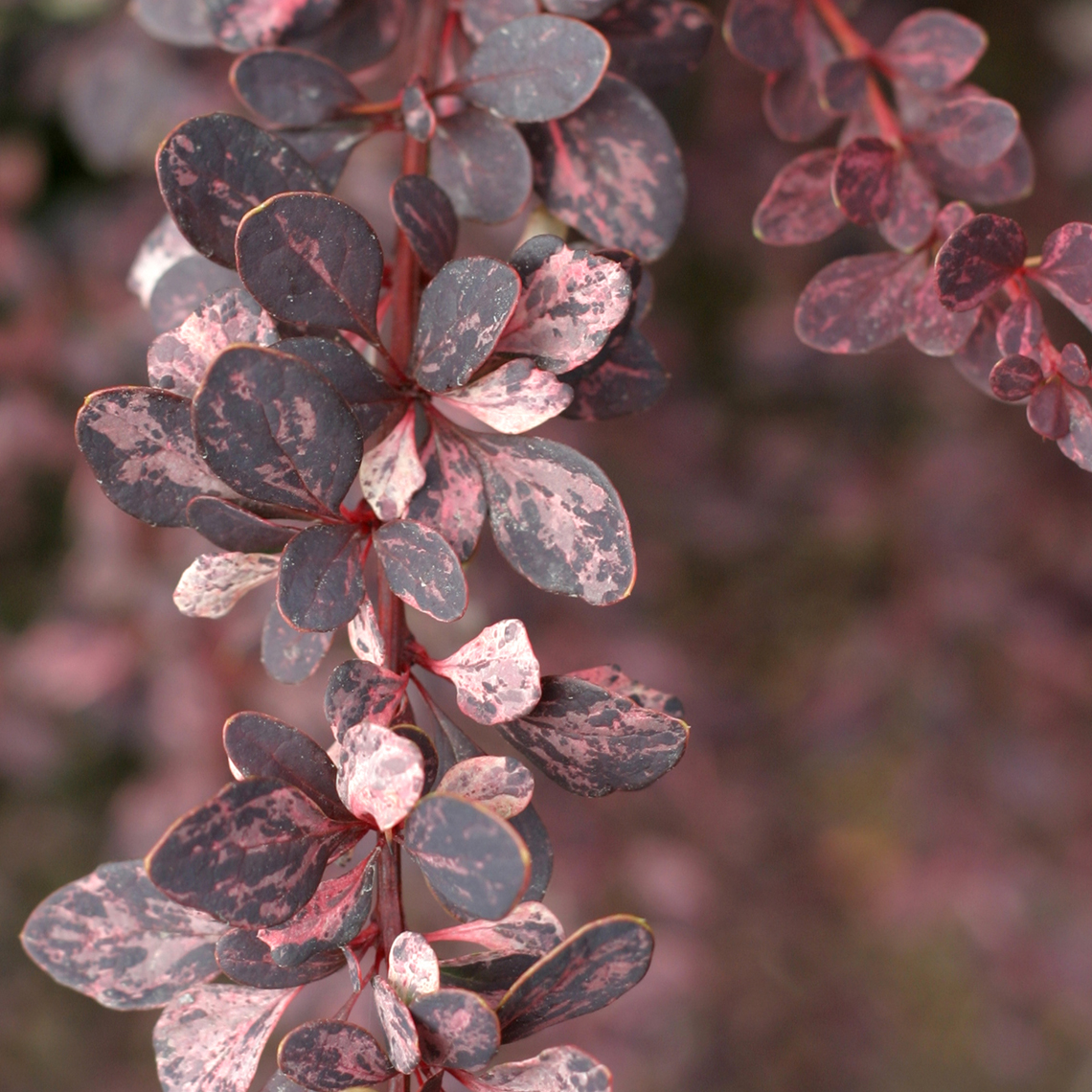 Close up of purple white and green variegated foliage of Berberis Rose Glow