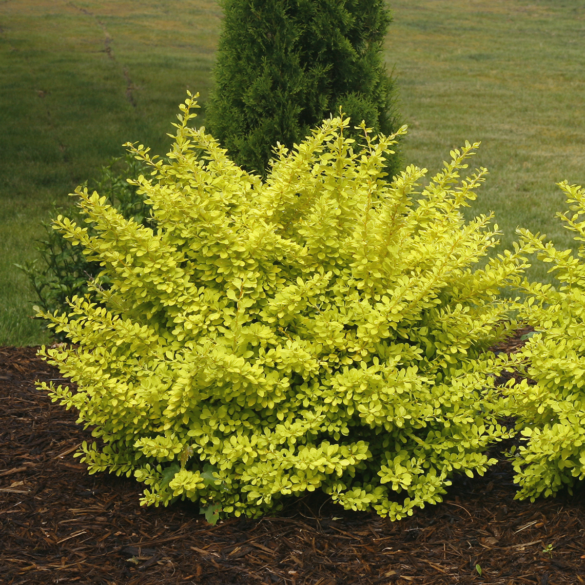 Rounded Sunjoy Citrus Berberis with yellow foliage in landscape