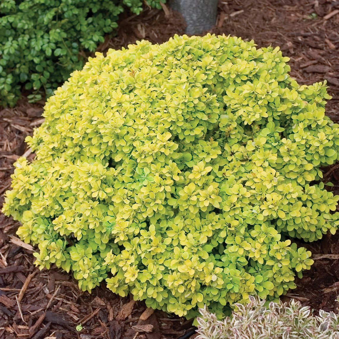 Low growing Sunjoy Gold Beret Berberis with bright gold foliage in landscape