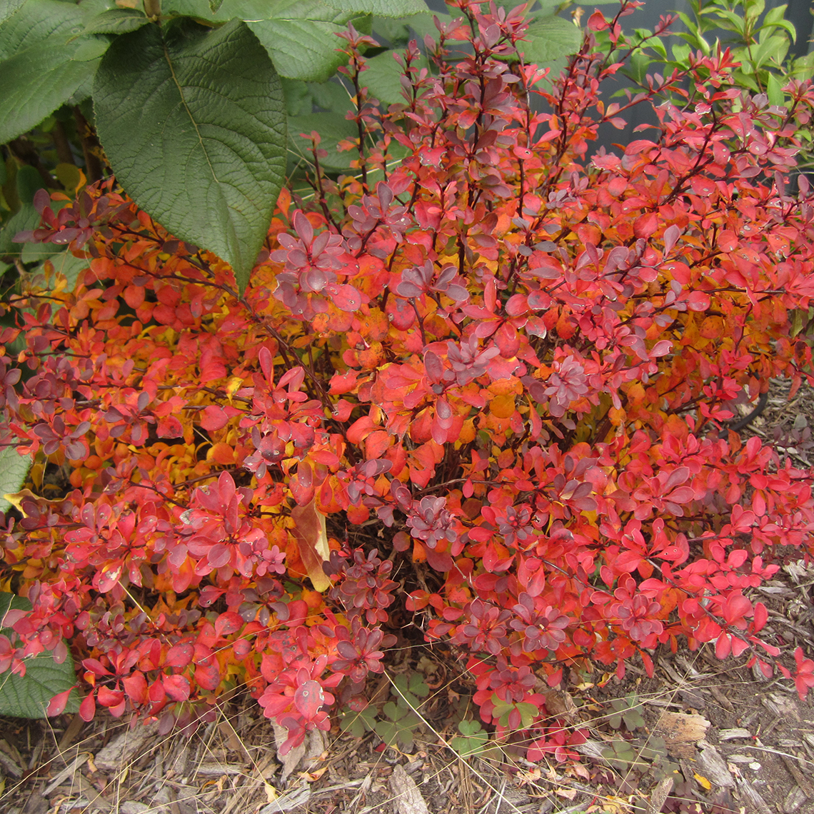 Red fall foliage of Sunjoy Mini Salsa Berberis